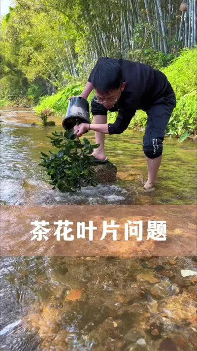 茶花叶片长斑怎么办#茶花 #花卉绿植 #养花小知识