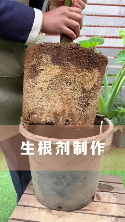 生根剂不用买，自己在家就能做#生根剂 #花卉绿植 #养花小知识 #爱生活爱养花