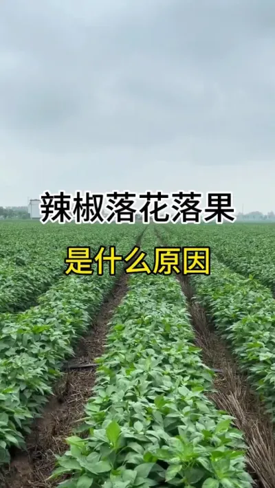 辣椒落花落果，到底是什么原因？今天我来告诉你 #三农 #农业种植 #辣椒种植