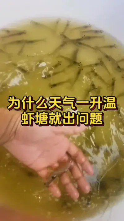 为什么天气一升温，虾塘就出现问题#养虾人 #水产人 #水产养殖 #嘉骏新水产 #嘉骏集团