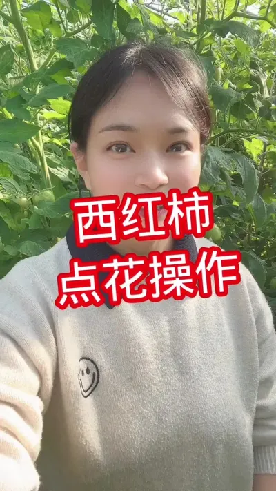 #西红柿种植#点花#大棚种植  点个关注 互相学习 @抖音小助手