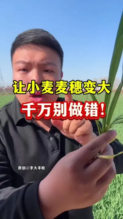 想让小麦增产！千万别做错这件事！ #小麦种植 #种植小技巧 #小麦膨大剂 #小麦高产配方