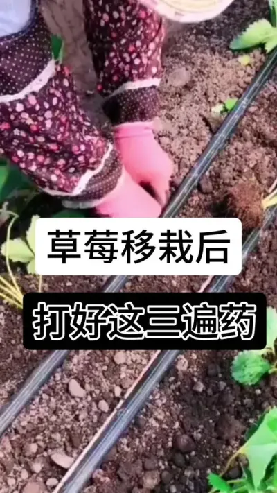 草莓移栽后打好这三遍药#草莓种植管理技术和方法 #分享农业知识帮农民增产增收 #草莓种植 #草莓种植方法 #服务三农支持三农