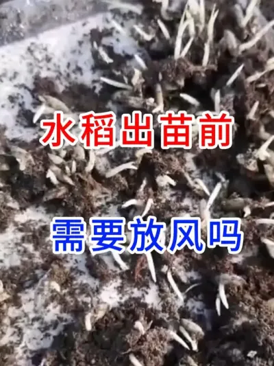 水稻出苗前，需要防风吗？ #记录我的劳动生活  #水稻种植技术  #分享农业知识帮农民增产增收  #农业种植