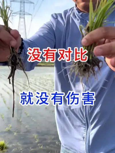 没有对比，就没有伤害 #好产品用事实说话  #增产增收才是硬道理  #分享农业知识帮农民增产增收  #三农