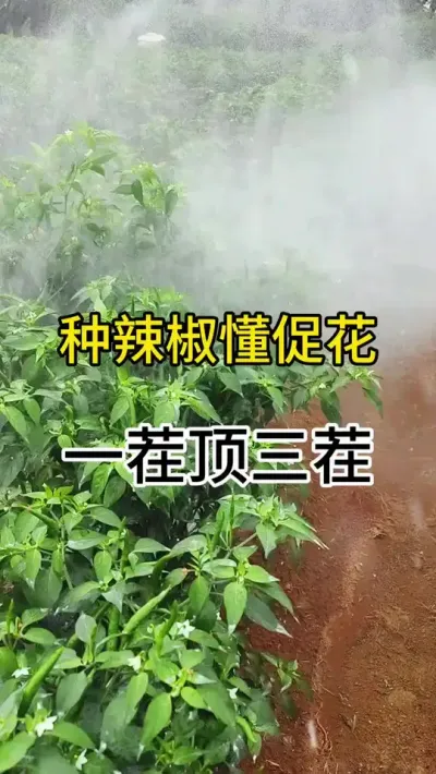 种辣椒懂促花，一茬顶三茬 #三农 #辣椒种植 #农业种植