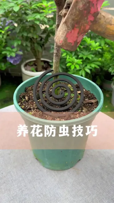 养花防虫的小方法#花卉绿植 #养花小知识 #爱生活爱养花 #分享养花经验