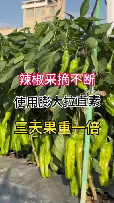 辣椒采摘不断，使用膨大拉直素，三天果重一倍 #辣椒种植技术 #三农 #传播农业小知识