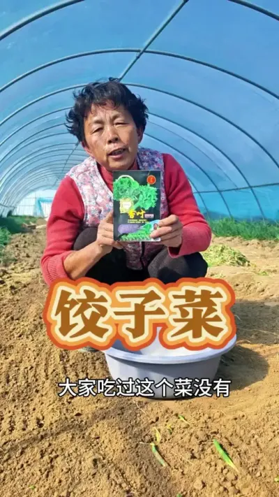 饺子菜大家吃过吗#饺子菜 #蔬菜种植 #三农 #三农流量扶持计划 #蔬菜杨大姐 @DOU+小助手 @DOU+上热门 @抖音创作小助手