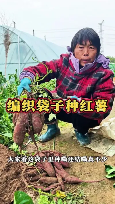 现在正是种麦茬红薯的时候，家里没有地方的可以袋子里种起来哦#红薯种植 #麦茬红薯 #三农 #种植小技巧 #袋子种红薯 @DOU+上热门 @抖音创作小助手 @DOU+小助手