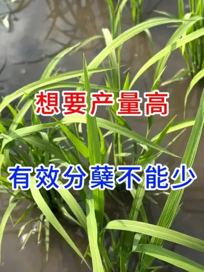 想要产量高，有效分蘖不能少 #传播农业种植小知识   #增产增收   #增产增收叶面肥   #农业知识传播  #粮富贵