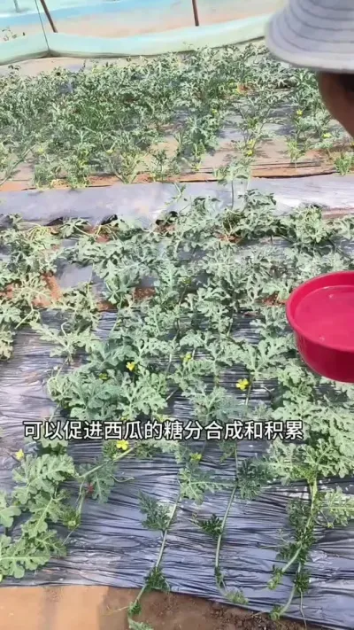 #农业种植 #抖音助农 #种植小技巧