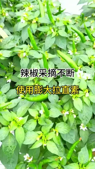 辣椒采摘不断，使用膨大拉直素 #三农 #农业种植 #传播农业小知识 #辣椒种植