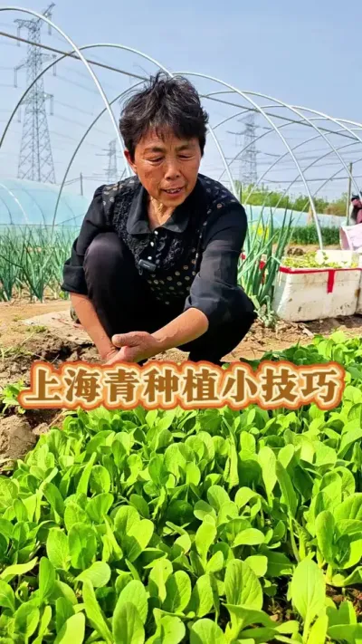 上海青您喜欢吃吗#三农 #上海青浦 #鸡毛菜 #蔬菜种植 #蔬菜杨大姐 @DOU+小助手 @@抖音创作小助手 @DOU+上热门