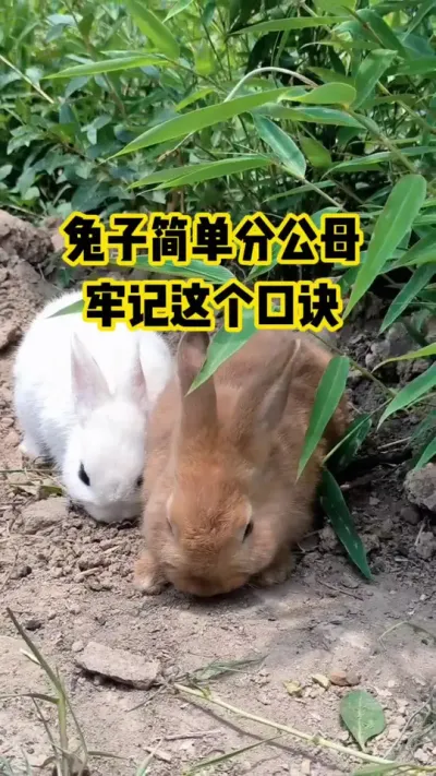 图纸简单分公母，牢记这个口诀#抖音三农#养殖#养兔