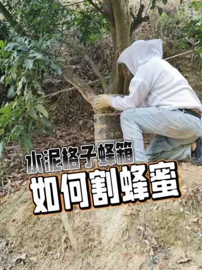 水泥格子蜂箱 我的水泥格子蜂箱，如何割取蜂蜜#蜜蜂养殖 #水泥蜂箱 #新农人计划2025