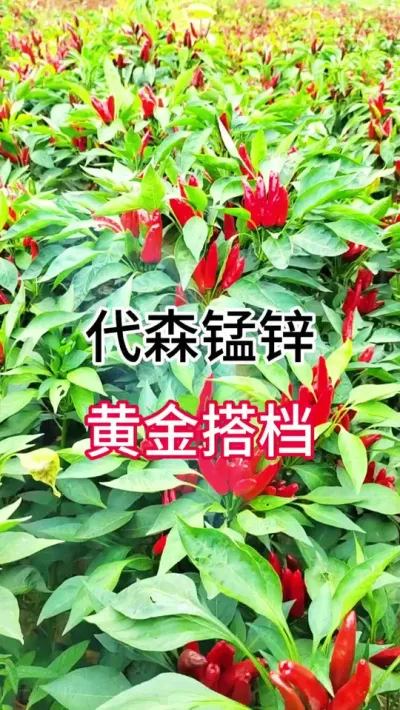代森锰锌，黄金搭档 #三农 #辣椒种植 #农业种植