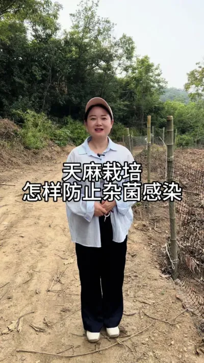 天麻栽培怎样防止杂菌感染 #抖音新农人 #三农 #药材种植 @抖音小助手