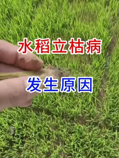 水稻立枯病，发生原因 #农业种植  #三农 #内容过于真实