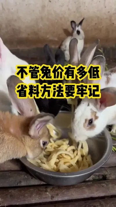 不管兔价有多低，省料方法要牢记#抖音三农#养殖#养兔