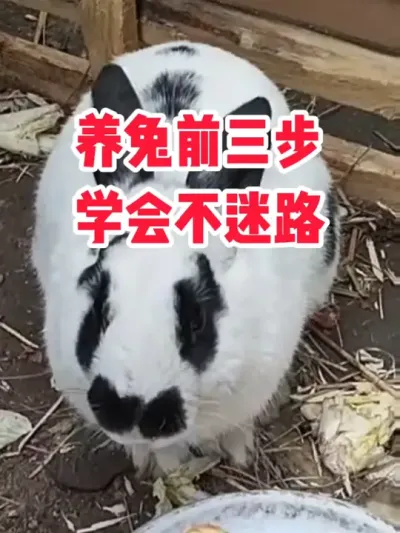 养兔前三步，学会不迷路 #抖音三农#养兔#养殖