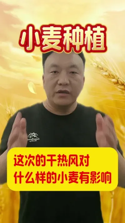 这次的干热风对什么样的小麦有影响？#干热风 #小麦管理
