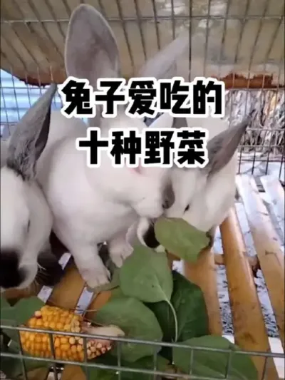兔子最爱吃的，十种野菜#抖音三农#养兔#养殖人加油