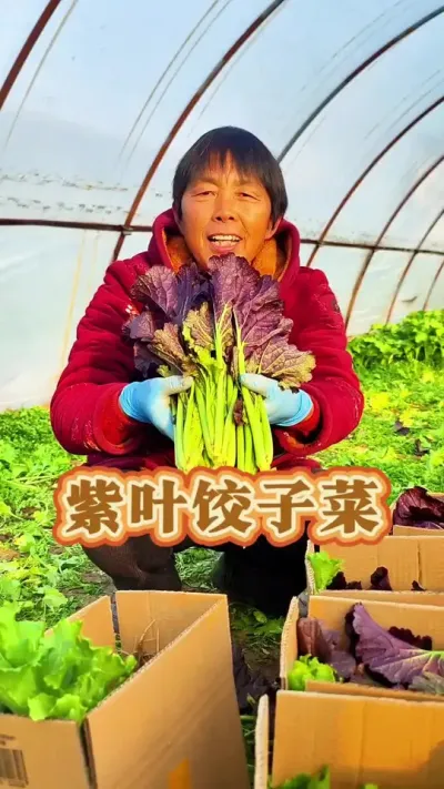 紫色的香叶饺子菜你吃过吗？有棚可以种哦，阳台花盆也可以种！#饺子菜 #香叶饺子菜 #三农 #香叶饺子菜籽 #蔬菜种植 @抖音创作小助手 @DOU+小助手