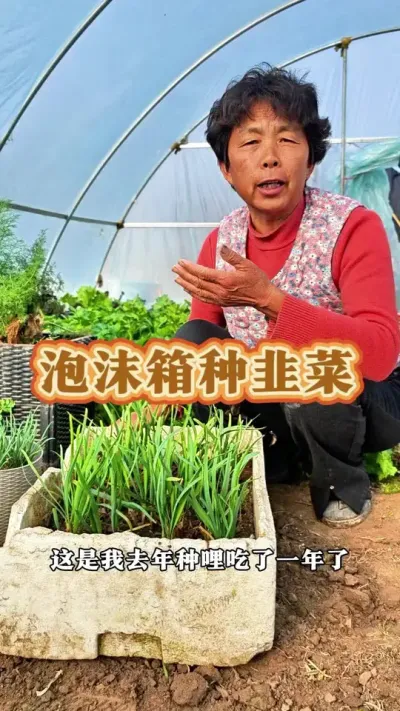 泡沫箱里面怎样种韭菜才能长的好呢？大家赶紧种起来吧！#三农 #韭菜 #韭菜种植 #蔬菜杨大姐 #三农流量扶持计划 @DOU+小助手 @DOU+上热门 @抖音创作小助手