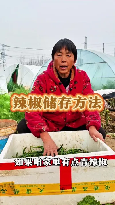 辣椒怎样储存吃的时间久呢？#储存辣椒的小妙招 #辣椒储存方法 #怎么保存青辣椒 #辣椒储存 #三农 @DOU+上热门 @抖音创作小助手 @DOU+小助手