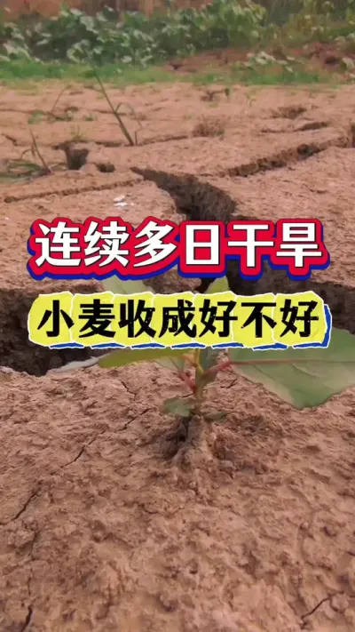 连续多日没降雨，今年小麦收成好不好？ #种植小技巧 #小麦种植 #农业谚语 #传播农业小知识