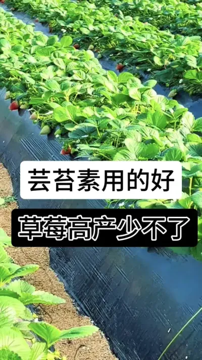 芸苔素用的好草莓高产少不了#草莓种植管理技术和方法 #分享农业知识帮农民增产增收 #草莓种植 #草莓种植方法 #服务三农支持三农
