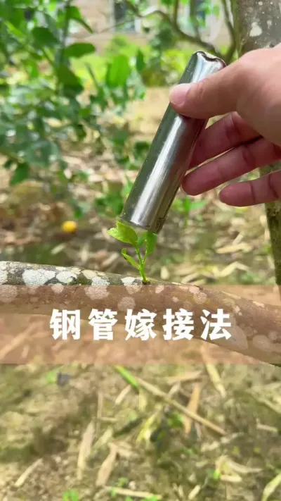 植物嫁接简单、成活率又高的方法#花卉绿植 #养花小技巧 #分享养花经验 #爱生活爱养花