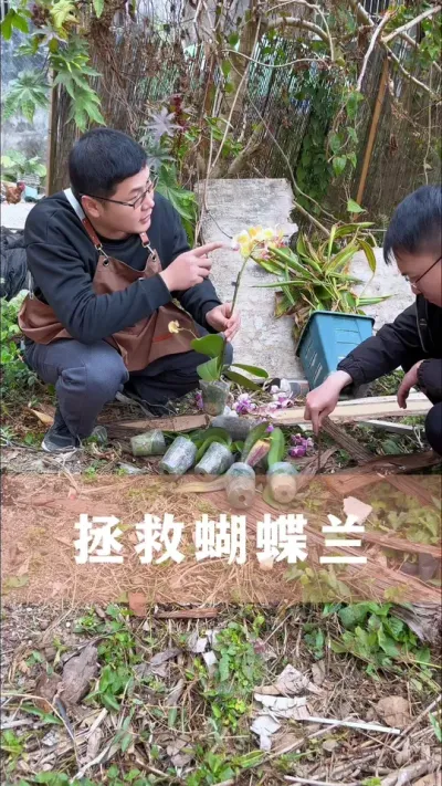 拯救蝴蝶兰#蝴蝶兰 #花卉绿植 #养花小知识