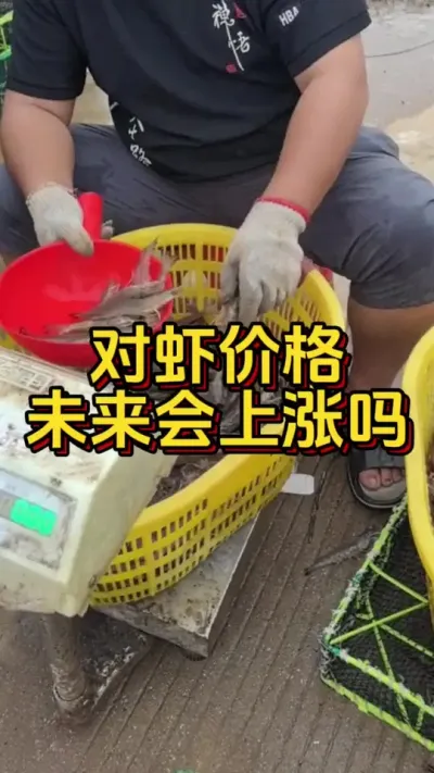 对虾价格未来会上涨吗#南美白对虾 #养虾人 #小棚养虾 #嘉骏新水产 #水产人