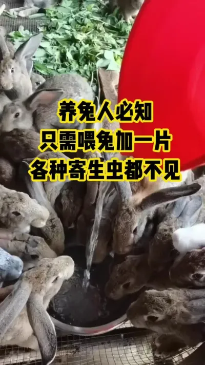 养兔人必知，只需喂水加一片，各种虫虫都不见#抖音三农#养殖#养兔