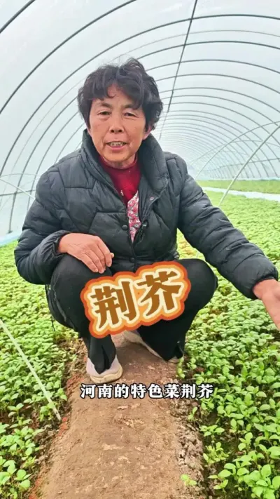 荆芥你吃过吗？喜欢吃的朋友们可以种起来啦！#三农 #荆芥 #河南荆芥菜 #河南人到底有多爱吃荆芥 #蔬菜杨大姐 @DOU+小助手 @DOU+上热门 @抖音创作小助手