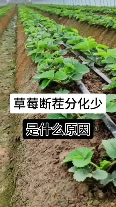 草莓断茬分化少是什么原因#草莓种植管理技术和方法 #草莓种植 #草莓种植方法 #草莓种植基地