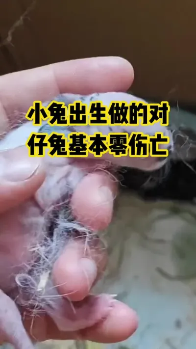 小兔出生后这样做，仔兔基本零伤亡#抖音三农#养殖#养兔