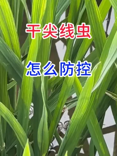 干尖线虫，怎么防控？ #传播农业种植小知识   #每天分享农业种植小知识   #传播农业知识传播正能量 #农业种植 #服务三农支持三农