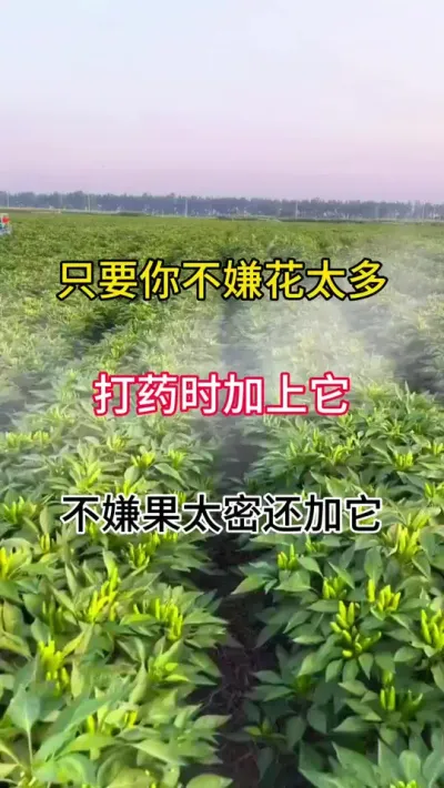 只要你不嫌花太多，打药时加上它，不嫌果太密还加它 #三农 #辣椒种植 #农业种植技术