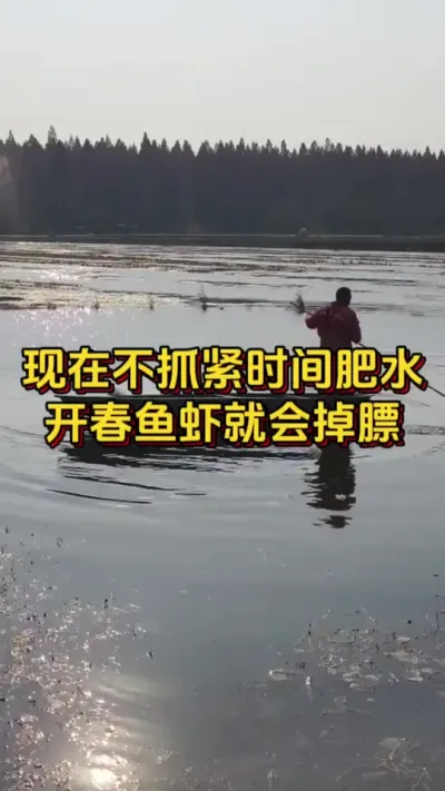 现在不抓紧时间肥水，开春鱼虾就会掉膘#小棚养虾 #养虾人 #水产人 #南美白对虾 #对虾养殖