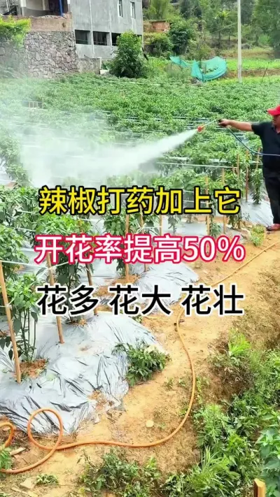 辣椒打药加上它，开花座果率提50％ 花多 花大 花壮#三农 #辣椒种植技术 #农业种植技术