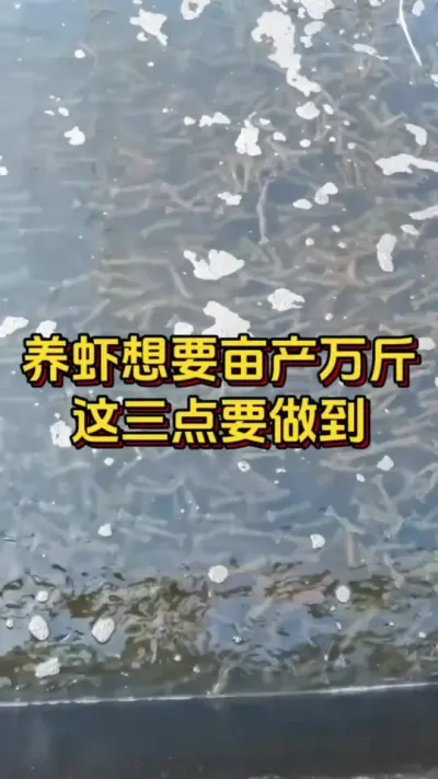 想要亩产万斤，这三点要做到#养虾人 #对虾养殖 #南美白对虾 #嘉骏集团 #嘉骏新水产
