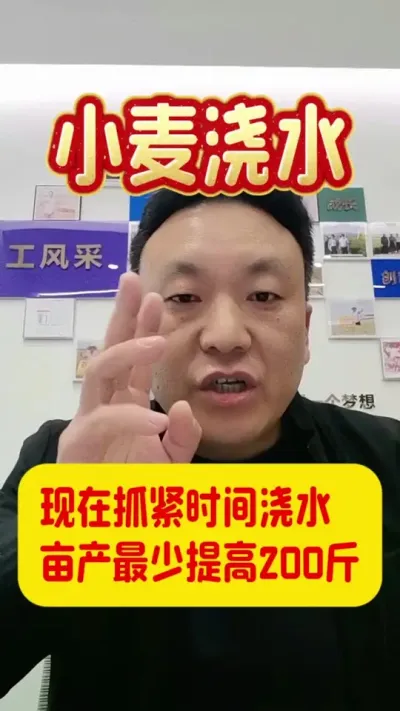 现在浇水，亩产提高200斤。#小麦浇水 #小麦种植 #抗旱浇地