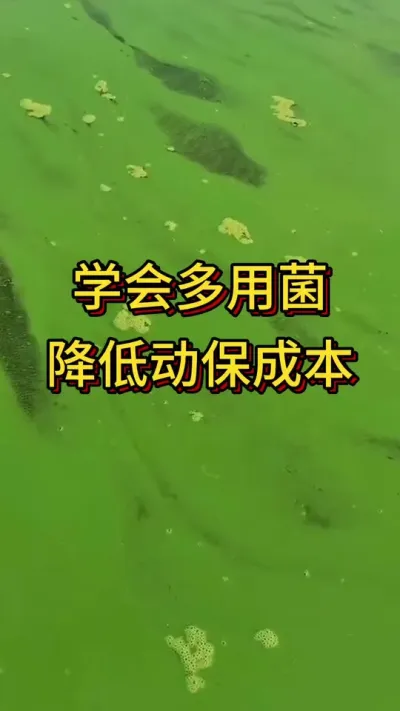 #李新聊对虾#嘉骏新水产#嘉骏集团#南美白对虾养殖#水产养殖技术 学会多用菌，降低动保成本