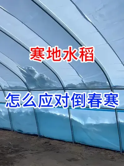 寒地水稻，怎么应对倒春寒？ #农业种植 #农业大棚 #服务三农支持三农 #新农人计划 #一份耕耘一份收获