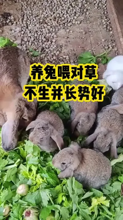 养兔喂对草，不生并长势好#抖音三农#养殖#养兔