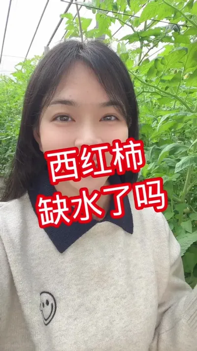 #西红柿种植#番茄种植 #西红柿高产 关注我 互相学习@抖音小助手