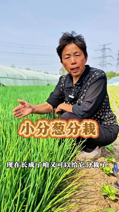 小分葱的移栽小技巧#种小葱方法 #在家怎么种小葱 #分葱 #三农 #蔬菜杨大姐 @DOU+小助手 @抖音创作小助手 @DOU+上热门